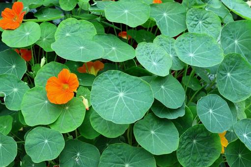 ナスタチウム4 ナスタチウム4 キンレンカ,植物,葉の写真素材