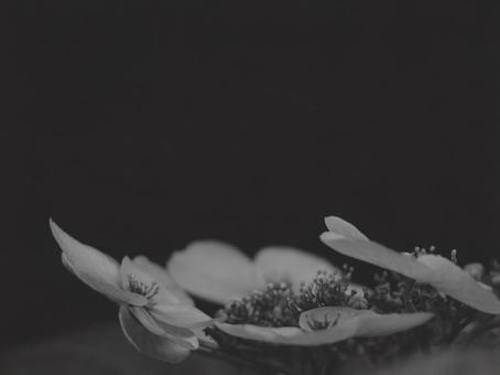 紫陽花 白黒 4:3 白黒,モノクロ,グレースケールの写真素材