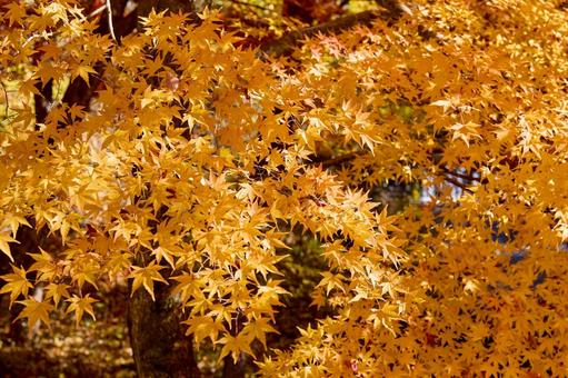 秋、黄色に紅葉した楓 秋、黄色に紅葉した楓の写真