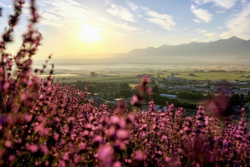 Lavender field early in the morning, JPG Lavender field early in the morning, JPG