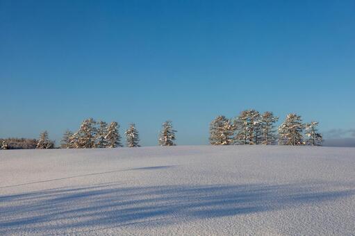 深い青空と樹氷の佇む雪原のコントラスト 霧氷,樹氷,雪原の写真素材