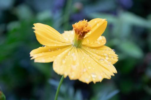 Photo, kivanacosmos, cosmos, yellow, 