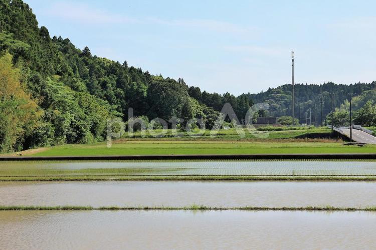水田のある風景 水田,田,農業の写真素材