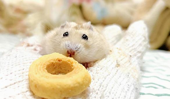 Eating Yellow Djungarian Hamster, JPG
