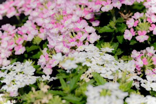 バーベナ⑸ バーベナ⑸ 花,バーベナ,春の写真素材