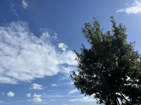 木と秋空の写真