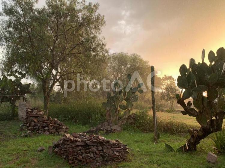夕焼けの中のサボテン メキシコ,サボテン,夕日の写真素材