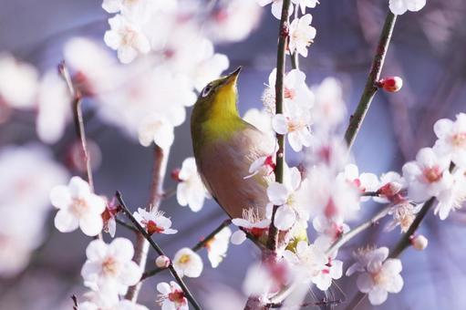 春の訪れを告げる梅の花とメジロ 鳥,メジロ,花の写真素材