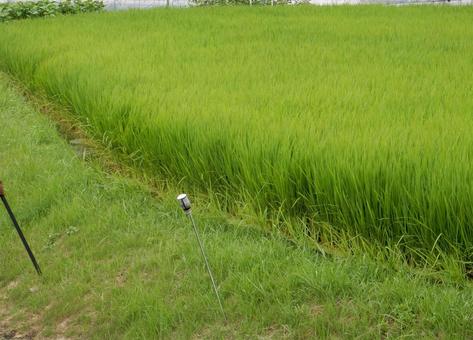 【風景写真】田んぼの様子 【風景写真】田んぼの様子 田んぼ,水田,田の写真素材