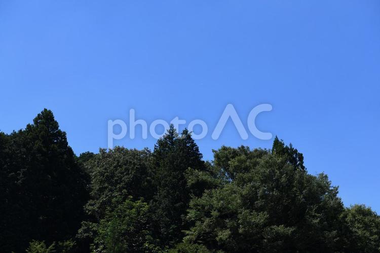森林と快晴の青空 自然,風景,森林の写真素材