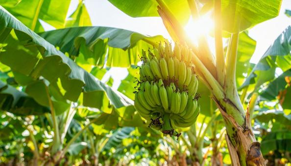 バナナの木の写真