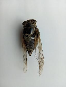 Photo, semi, dead body, dead, 
