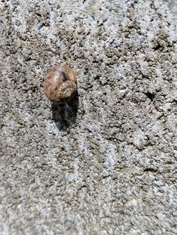 Photo, snails, landscape, natural, 