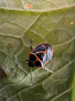 ナガメ ナガメ ナガメ,カメムシ,昆虫の写真素材