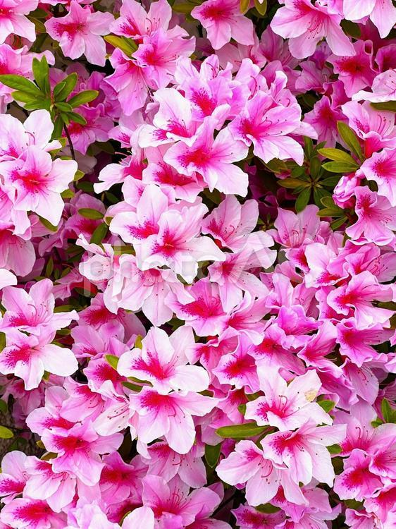 日本の満開のツツジ ツツジ,花,日本の写真素材
