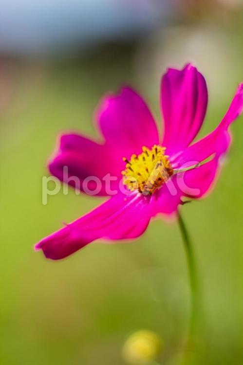 秋の野原に咲くコスモスの花 コスモス,コスモス畑,秋の写真素材