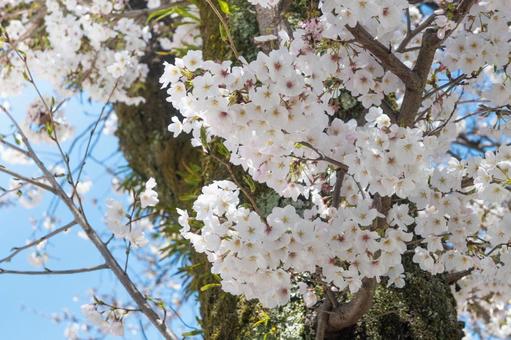 桜 桜の写真