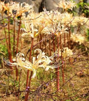 秋 雲上殿 白い彼岸花1 秋 雲上殿 白い彼岸花1の写真