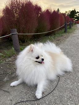 白ポメラニアン6 白ポメラニアン6 ポメラニアン,犬,ポメの写真素材