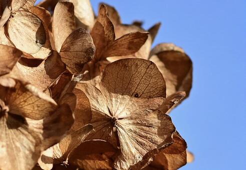 ドライフラワー ドライフラワー,紫陽花,青空の写真素材