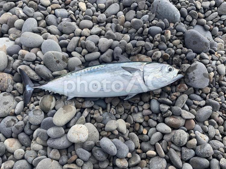 カツオ♪ カツオ,魚,たべものの写真素材