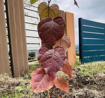 マルバノキの紅葉 マルバノキ,紅葉,葉の写真素材