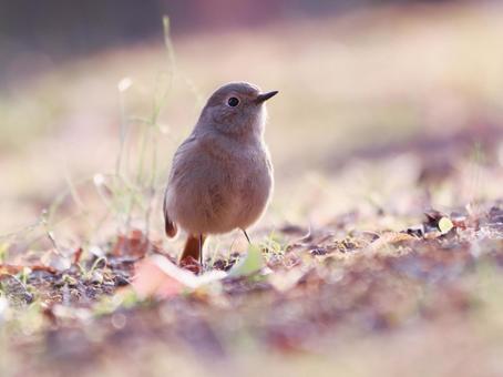 餌を探すジョウビタキの雌 餌を探すジョウビタキの雌の写真