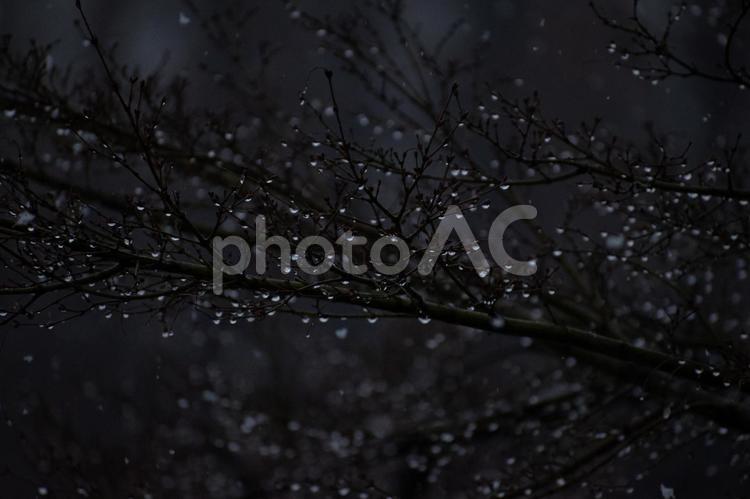 雪に濡れる木の枝と雫 水玉,雫,雪の写真素材