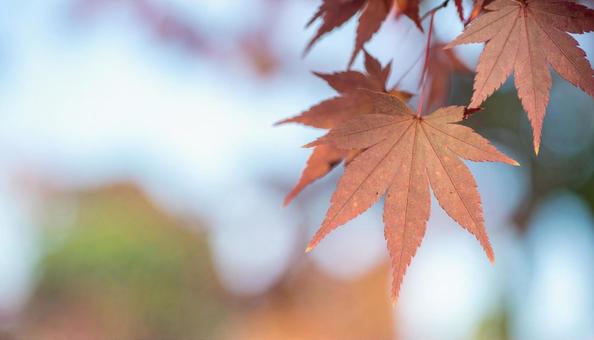 紅葉イメージ・モミジ・カエデ 紅葉イメージ・モミジ・カエデの写真