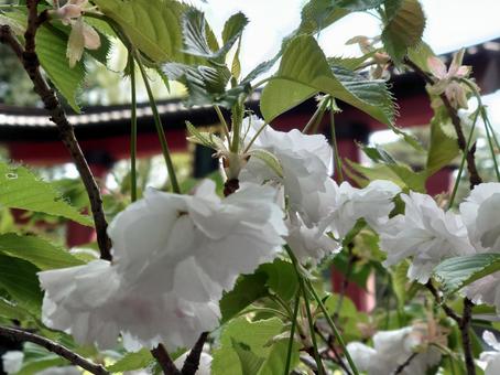 八重桜 八重桜の写真