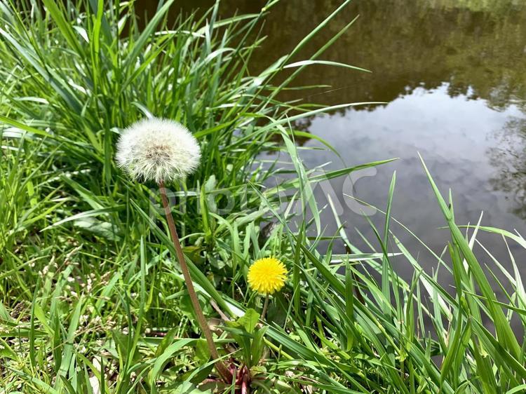 タンポポ たんぽぽ,タンポポ,わたげの写真素材