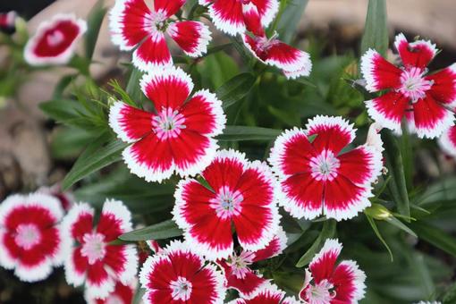 ダイアンサス 撫子,花,flowerの写真素材