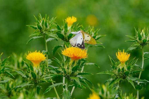 Monad butterfly (58), JPG