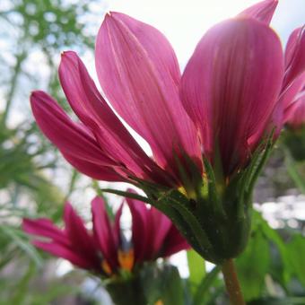 Gazania, JPG Gazania, JPG