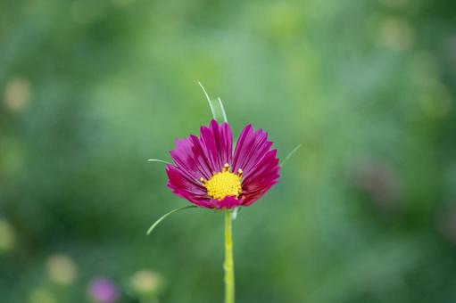 雨上がりのコスモス 雨上がりのコスモス 秋桜,コスモス畑,赤紫色の写真素材