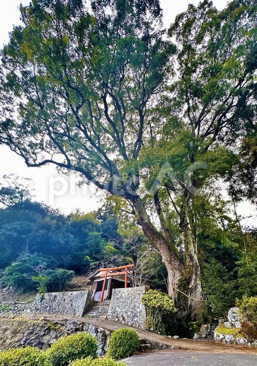 クスノキ　楠木　大木 クスノキ,楠木,樹齢の写真素材