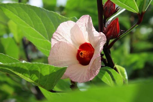 秋の光の中で踊る薄化粧のローゼルの花 秋の光の中で踊る薄化粧のローゼルの花 ローゼル,ハイビスカスローゼル,花の写真素材