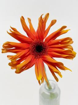 オレンジ色のガーベラの花 花,ガーベラ,植物の写真素材