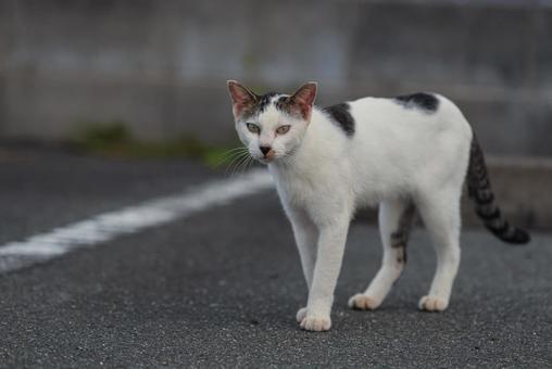 立ち止まってこちらを見つめる牛柄猫の写真