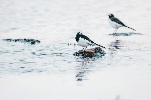 何か御用ですか セグロセキレイ,野鳥,鳥の写真素材