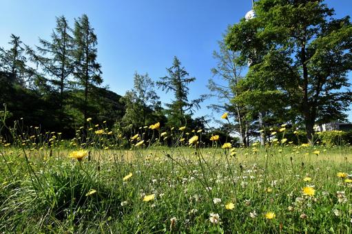 青空の公園に咲く黄色と白のかわいい花畑 青空の公園に咲く黄色と白のかわいい花畑 花,花畑,野原の写真素材