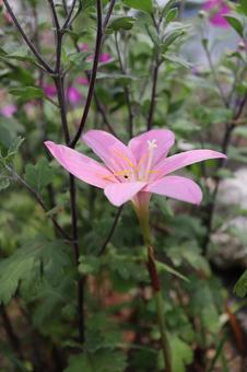 ピンクが綺麗なゼフィランサスの花 ピンクが綺麗なゼフィランサスの花の写真