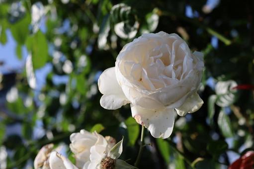 バラ園に咲く白い薔薇の写真ですの写真