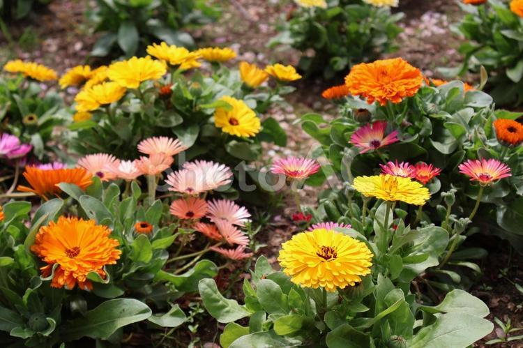 花壇鮮やかに咲く花たち 花壇,きれい,花の写真素材