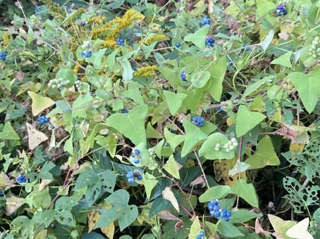 イシミカワ イシミカワ,雑草,棘の写真素材