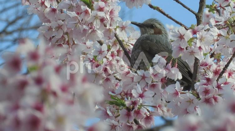 さくらとヒヨドリ さくら,春,サクラの写真素材