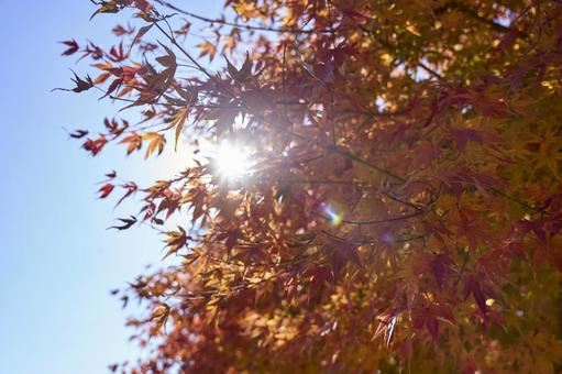 Photo, autumn leaves, autumn leaves and blue sky, autumn, 
