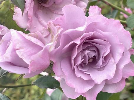 薄紫色の美しいバラの花 薄紫色の美しいバラの花 薔薇,綺麗,花の写真素材