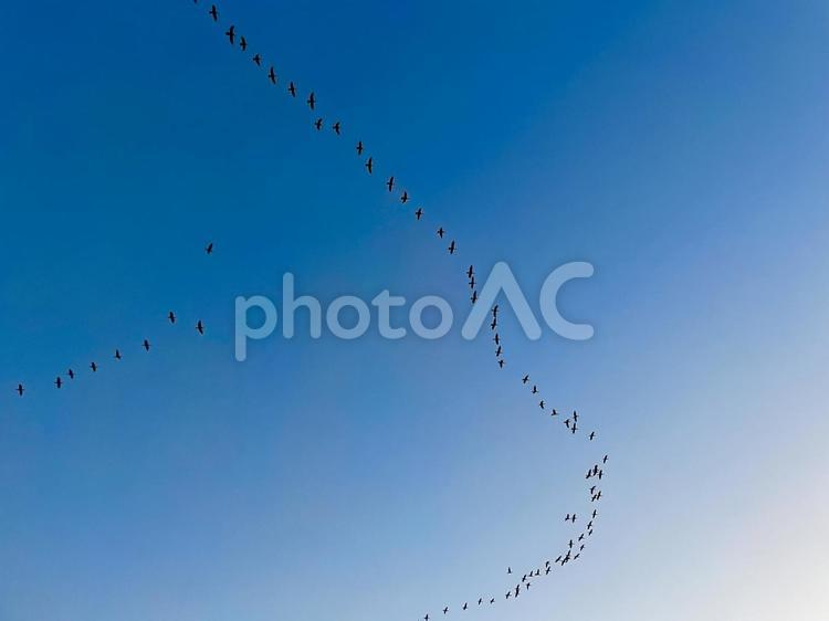 渡り鳥の群れと青空 鳥,青空,天気の写真素材