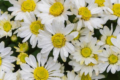 水滴のついた白い菊 菊,花,植物の写真素材